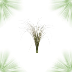 Bunch of Ginerium - Stabilized