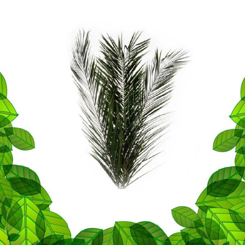 Phoenix palm - stabilized