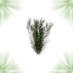 Palme de Phoenix - Stabilisé