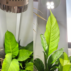 Ampoule LED horticole SpectraBULB X30 | Croissance & Floraison | GreenVisuaLED