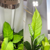 Ampoule LED horticole SpectraBULB X30 | Croissance & Floraison | GreenVisuaLED