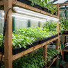 Rampe LED Horticole 60cm/120cm - Pour semis, boutures et début de croissance - IP65