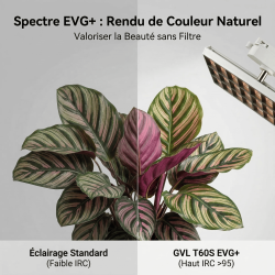 Spot LED Horticole 60W sur Rail – Spectre EVG+ pour Murs Végétaux & Plantes d’Intérieur