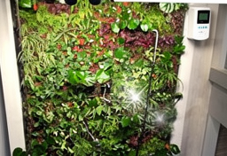 Système d'irrigation automatique installé sur un mur végétal extérieur luxuriant