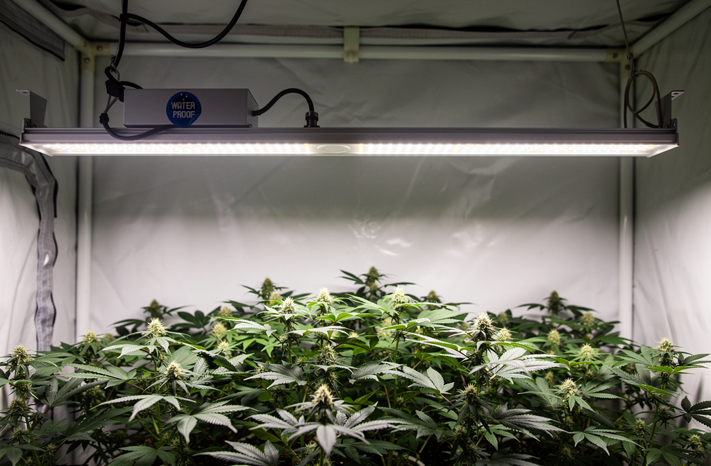 Lampe LED horticole 1000W suspendue au-dessus de plantes en floraison dans une serre de culture intérieure.