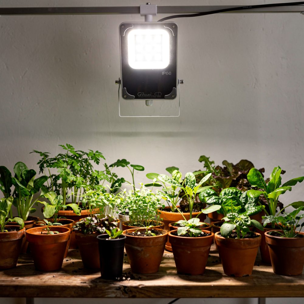 PPFD croissance : valeurs optimales pour culture LED de plante