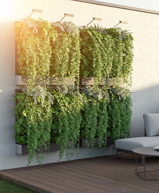 Plante pour mur végétal extérieur : sélection et conseils