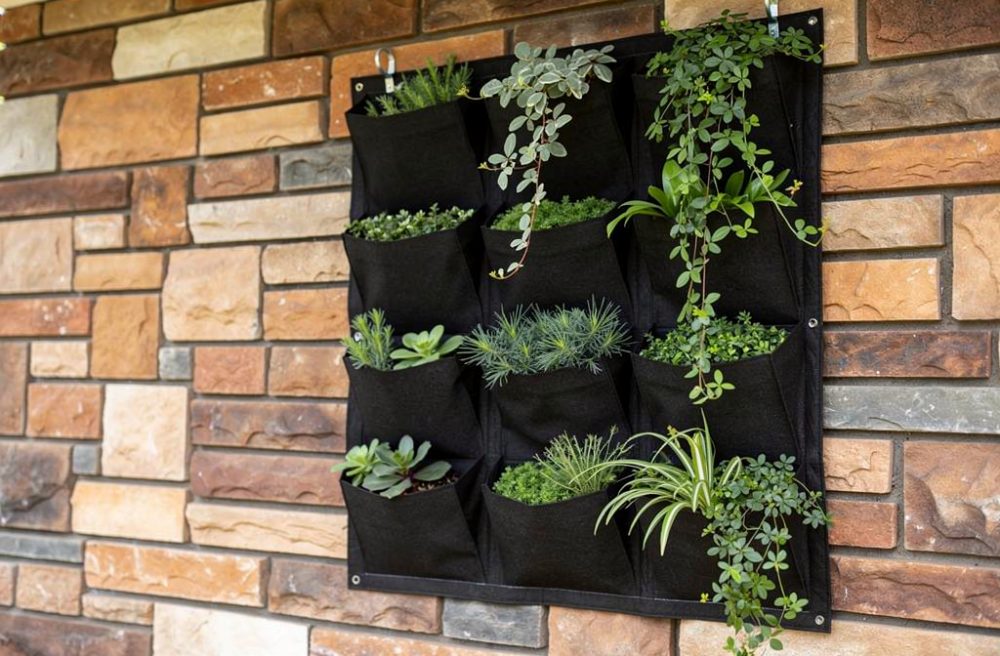 Est-ce que les plantes grimpantes abîment les murs ?