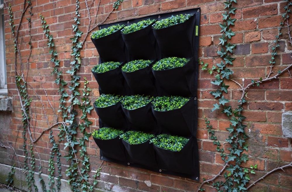 Lierre ou vigne vierge sur un mur : quelle plante grimpante choisir ?