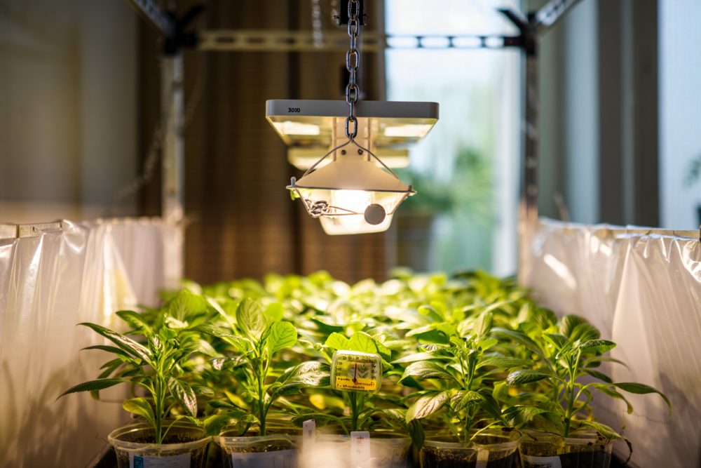 Distance lampe cfl 300w : guide pour vos plantes