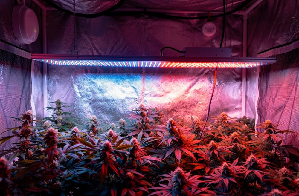 Lampe led horticole 1000w : guide pour la croissance floraison indoor
