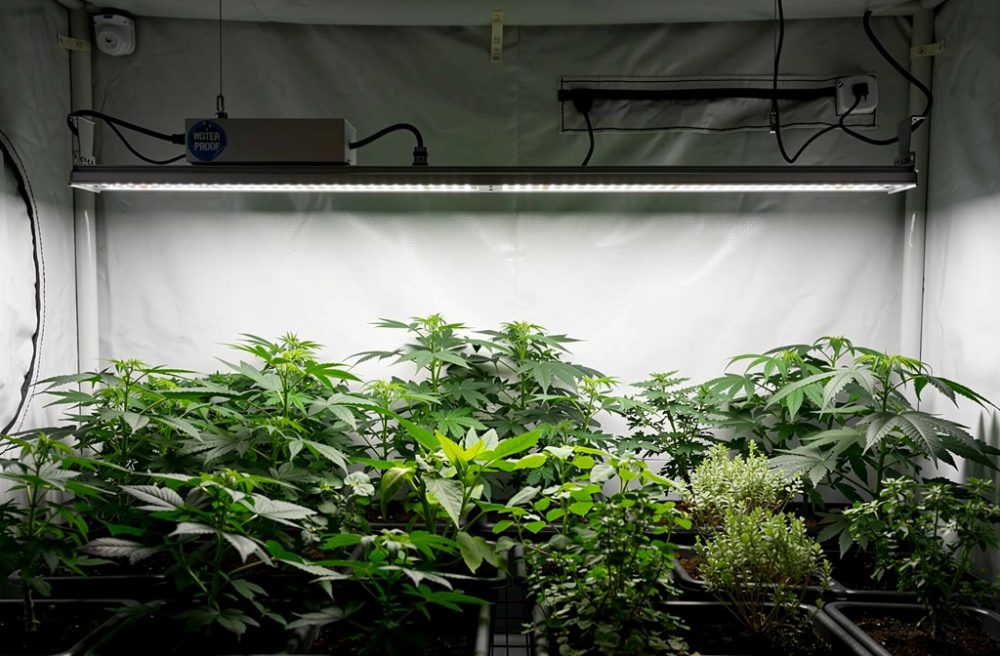 Panneau led horticole croissance et floraison : guide comparatif