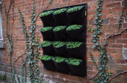 Lierre ou vigne vierge sur un mur : quelle plante grimpante choisir ?