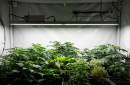 Panneau led horticole croissance et floraison : guide comparatif