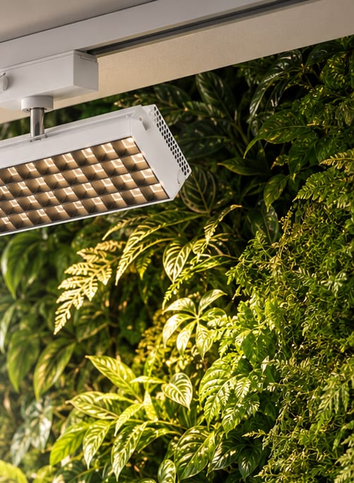Spot LED horticole GVL T60S Track EVG+ installé sur rail au-dessus d'un mur végétal
