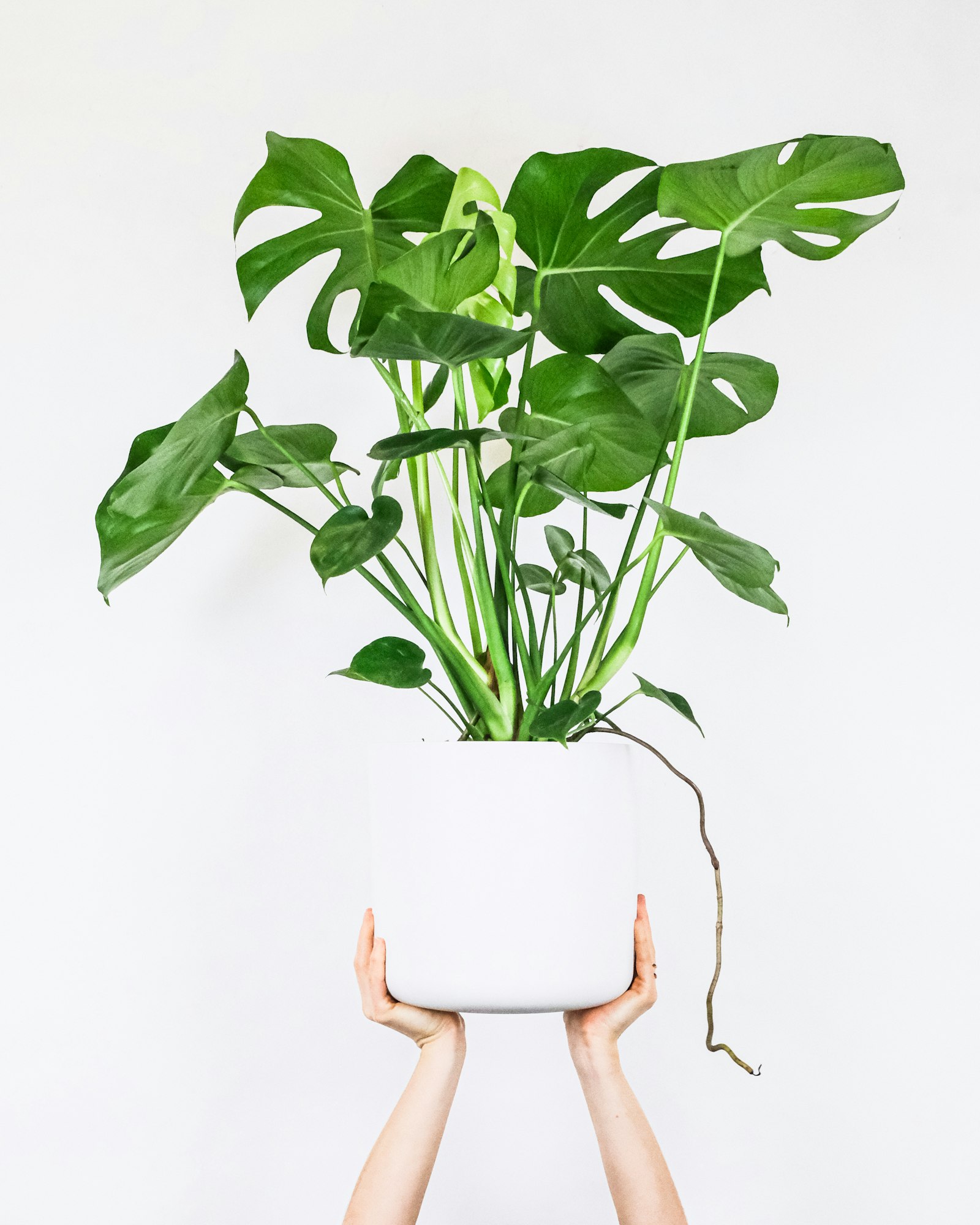 Indoor plant showcased by GreenVisuaLED LED lighting